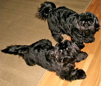 Bisou & Murphy
