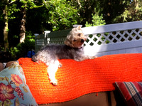 Polly