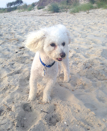 Beloved Carmine 2007-2021