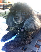 Baci