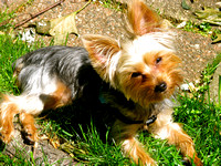 Charlie B